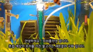 [피쉬 플라넷] 세븐칼라 구피에 대해 간단히 소개 해드립니다.