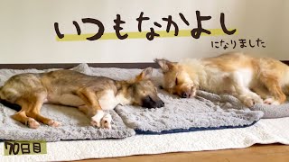 すべて順調に進んでいます！牧場に捨てられてた犬との生活70日目