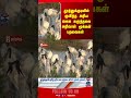 Thoothukudi | Ibis Bird