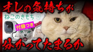 ねこのきもち買ったら元野良ボス猫の気持ちが分かってしまった【特別付録紹介/見守りカメラ 他】