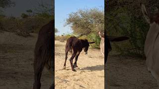 black brown #animals #viralvideos #donkey #nature