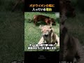 犬がライオンの檻に入っている理由