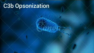 C3b Mediated Opsonization | Immunology | Biochemistry