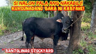 SI NALON PALA ANG NAKABILI NG KURSUNADANG BAKA NI KABYAHE | BANTOLINAO PART 2| SOLLE'S GANDANG BUHAY