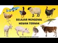 BELAJAR MENGENAL HEWAN TERNAK | BELAJAR MENGENAL HEWAN BAHASA INDONESIA