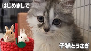 猫の赤ちゃん、人生初のうさぎと対面！Baby cat meets rabbit for the first time!【No.208】