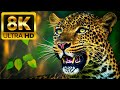 THE GREATEST ANIMALS 8K ULTRA HD with Animal Sounds (Colorfully Dynamic)