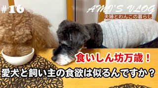 【#16 暮らしvlog】愛犬達と過ごす節分/犬の恵方巻き/春野菜を楽しむ料理10品/最高に幸せだった♡回らないお寿司