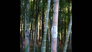 ～東久留米市探訪～　竹林公園