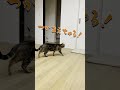 今日もレーザーのおもちゃに夢中な猫🐾a cat obsessed with a laser toy 🐾