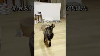 今日もレーザーのおもちゃに夢中な猫🐾A cat obsessed with a laser toy 🐾