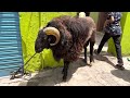 Bakri Eid sheep 2022