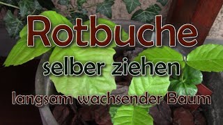 Rotbuche selber ziehen-ein langsam wachsender Baum