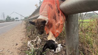 Two weak and small dogs were abandoned like trash, in a sack to die, trembling with fear.