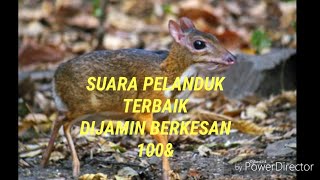 Suara Memanggil Pelanduk @ Kancil Paling Berkesan Di Dunia