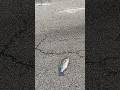 #shorts #fish #road #twilightzone #mystery #strange #unusual