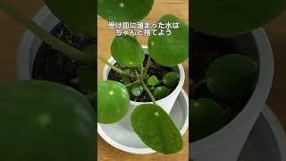 【植物屋の見習い】ペペロミオイデスの育て方