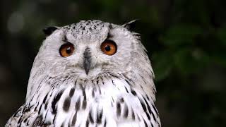 Owl - A Funny Owls And Cute Owl