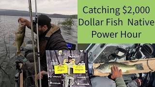 Catching $2,000 Dollar Fish Native Power Hour