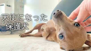 【保護犬の成長】心を閉ざした小さな子鹿犬は人を救う天使だった【ミニピン】