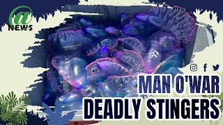 Europe's Flotilla Of Deadly Man O'War Stingers