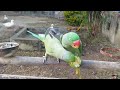 indian ringneck and alexandrine parrot with cute ducks