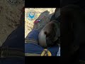 young cape fur seal rescued shorts