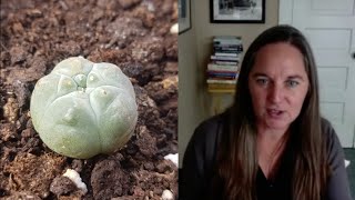 Peyote, mescaline and the origins of psychedelic psychiatry - Erika Dyck | Living Mirrors #15 clip