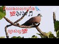 សំលេងសត្វលលកត្រាំង 💯🎶🎵🐦🐦