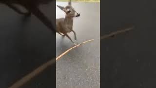 This Deer Was Laggin
