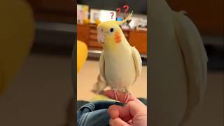 Singing went a little off-key, I presume! Is everything still in harmony? 🤭🥰🤗 #cockatielscraze