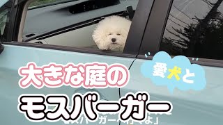 【大きな庭があるモスバーガーが最高な件】【トイプードル】【愛犬メロンさん】【白い犬】【トイプードル】【ティーカッププードル】【犬のいる生活】