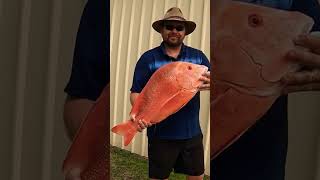 Fish of the trip, a 72cm Red Emperor #shorts #reeffishing #offshorefishing #bottomfishing