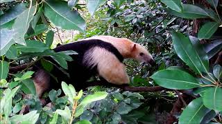 ナツ母さんは止まらない　Southern tamandua