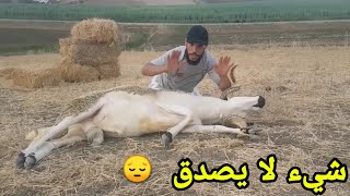 تعلم كيف طريقة ذبح أضحية العيد / مع عمر أبو حفصة النحيلي