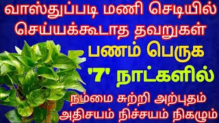 பணம் பெருக கடன் பிரச்சனை தீர வீடு சுபிட்சம் பெற மணி பிளாண்ட்டை வாஸ்துப்படி இந்த இடத்தில் வையுங்க