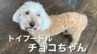 トイプードル チョコちゃん【Toy poodle】