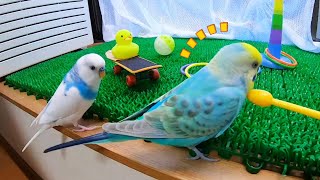 勘がいいお兄ちゃんにイタズラ出来ない後輩インコ