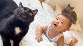 【赤ちゃん見守り隊】２４時間勤務する猫達に密着‼︎