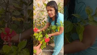 শীতকালে কি জবা গাছের ডরমেন্সি টাইম থাকে / Hibiscus Plant winter Care #shorts #hibiscus #gardening