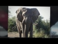 rhulani minute safari a fearsome elephant bull