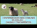 3 enfermedades más comunes en ovejas y su tratamiento 😊👍🐑#veterinaria #ovejas #zootecnia #rumiantes