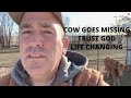 COW GOES MISSING | IS IT GOOD OR IS IT BAD??