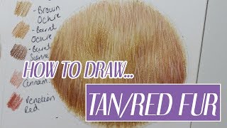 REALISTIC RED/TAN FUR | Coloured Pencil Tutorial | Christmas Advent Day 6 🌟