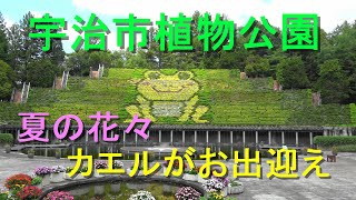 宇治市植物公園　夏の花々 カエルがお出迎え