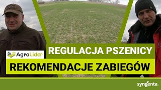 Wschody pszenicy w bardzo trudnych warunkach - zabieg regulacyjny | Sulmierzyce | woj. wielkopolskie