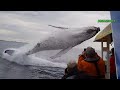MASSIVE WHALE JUMPS  OUT OF NOWHERE.