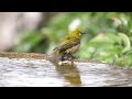 権現山バードサンクチュアリのメジロの水浴び　その５０（4k60p動画）