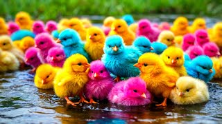 World Cute Chickens, Colorful Chickens, Rainbows Chickens, Cute Ducks, Cat, Rabbit, Cute Animals