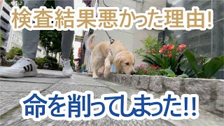 命を削る行為。検査結果が悪かった理由。ゴールデンレトリバーティト。goldenretriever